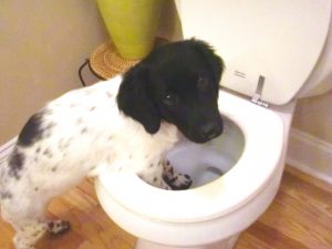 toilet pup